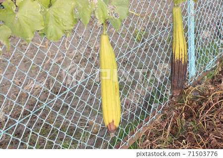 Cultivation of loofah 71503776