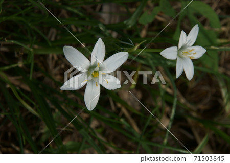 Hananilla Hananilla 71503845