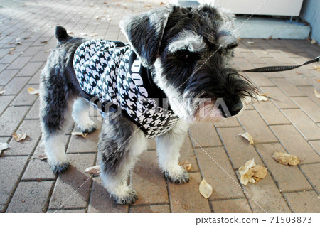 Miniature Schnauzer autumn walk scenery 71503873
