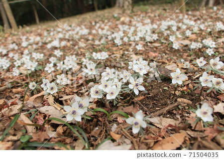 Spring Fairy-Spring Ephemeral-Eranthis Pinnatif Spring Fairy-Spring Ephemeral-Eranthis Pinnatif 71504035