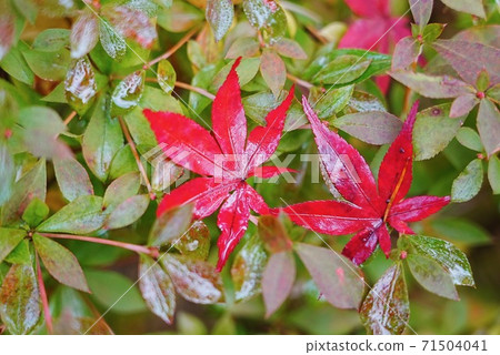 Small fall Small fall 71504041