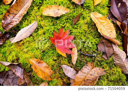 Small fall Small fall 71504059