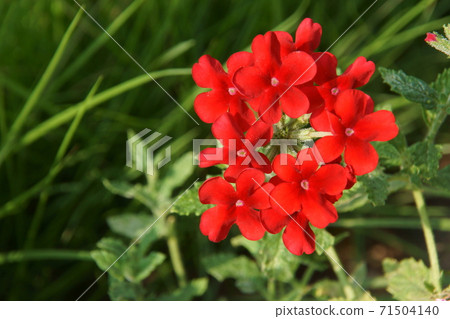 馬鞭草 71504140