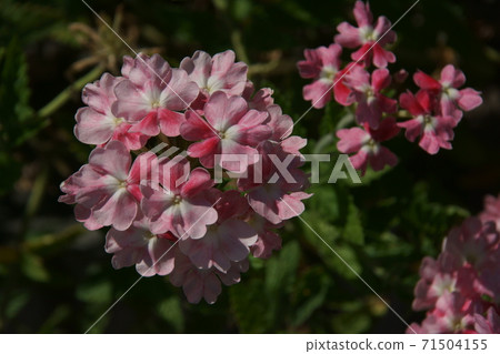 馬鞭草 馬鞭草 71504155