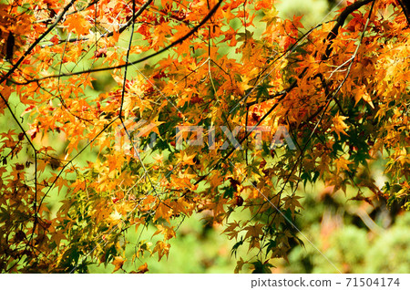 秋天的落葉和秋天的楓樹的形象 71504174