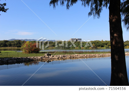 Scenery of Koyaike Wild Bird Itami City [Hyogo Prefecture] 71504556