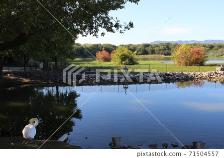 Kunyang Pond and Swan Itami City [Hyogo Prefecture] 71504557