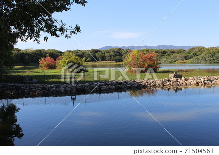 Koyaike and wild birds in Itami [Hyogo Prefecture] 71504561