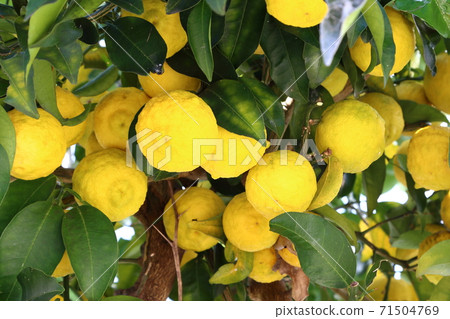 Yuzu tree that grew in the autumn of harvest Yuzu tree that grew in the autumn of harvest 71504769