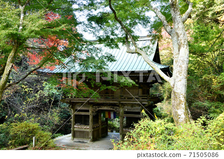 Autumn leaves of Sefukuji Sanmon Autumn leaves of Sefukuji Sanmon 71505086