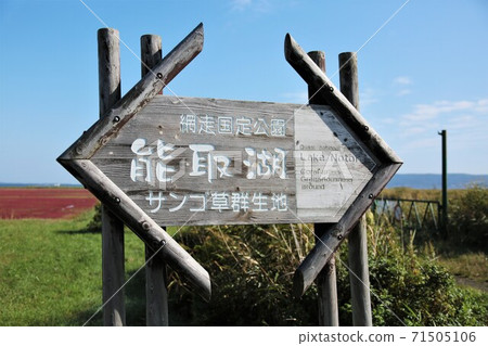 Notori湖/珊瑚草殖民地（北海道有霧市上原） 71505106