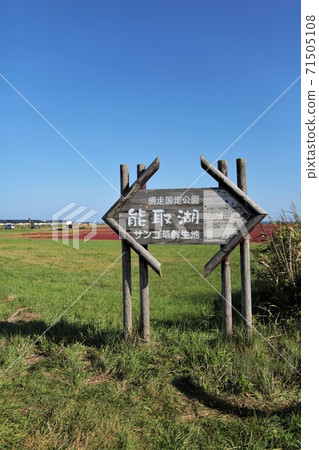 Notori湖/珊瑚草殖民地（北海道有霧市上原） 71505108