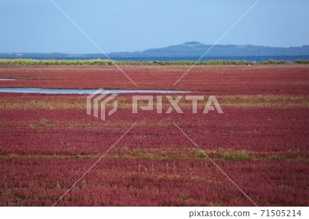珊瑚草(北海道有里市宇原市) 珊瑚草(北海道有里市宇原市) 71505214