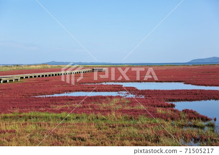 珊瑚草(北海道有里市宇原市) 珊瑚草(北海道有里市宇原市) 71505217