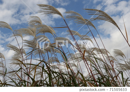 藍天下，秀氣的耳朵在秋風中搖曳 71505633