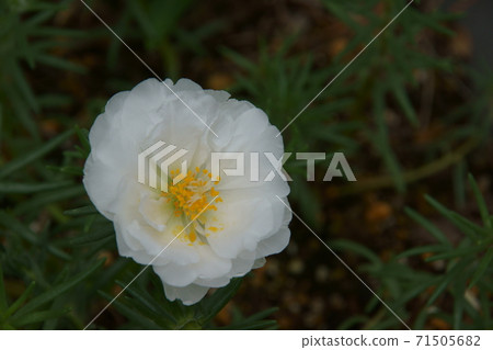 Matsuba button 71505682