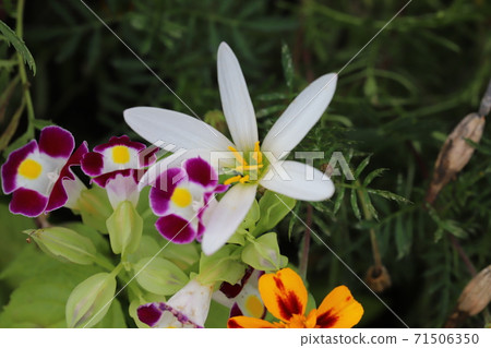 Zephyrlily white flowers blooming in the autumn flowerbed 71506350