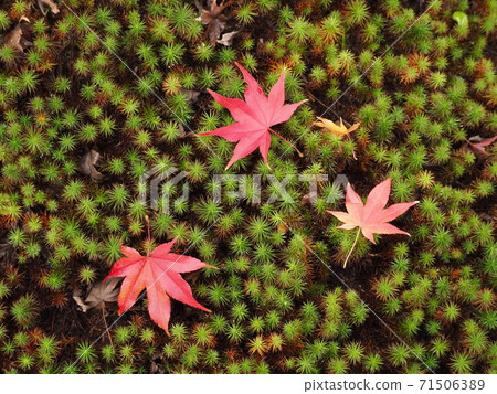 Fallen leaves Fallen leaves 71506389