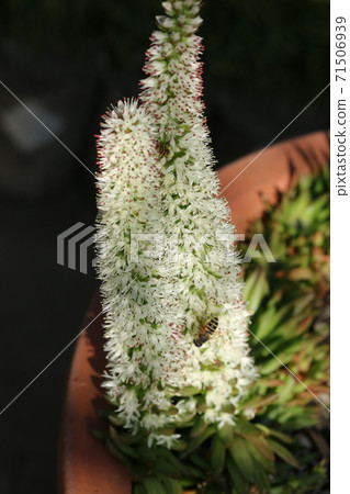 Tume loren花 Tume loren花 71506939