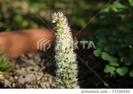 Tume loren花 71506940