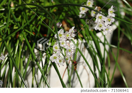 Hananilla Hananilla 71506941