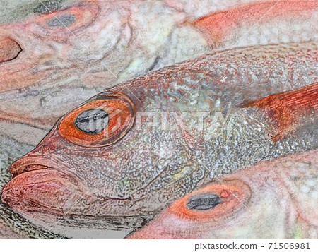 "Nodoguro" colored pencil drawing style for sashimi from Toyama prefecture 71506981