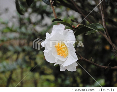 Autumn white sasanqua flowers Autumn white sasanqua flowers 71507014