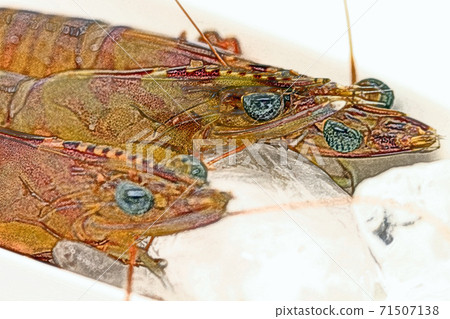 "Cultured prawns" for sashimi with sawdust before cooking at home Colored pencil drawing style 71507138