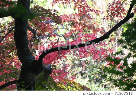 Pink autumn leaves at Fujiyoshida Asama Shrine 71507518