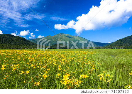 大澤原色的日光Kisuge盛開 大澤原色的日光Kisuge盛開 71507533