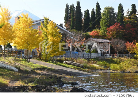 Mt. Fuji and ginkgo tree Mt. Fuji and ginkgo tree 71507663