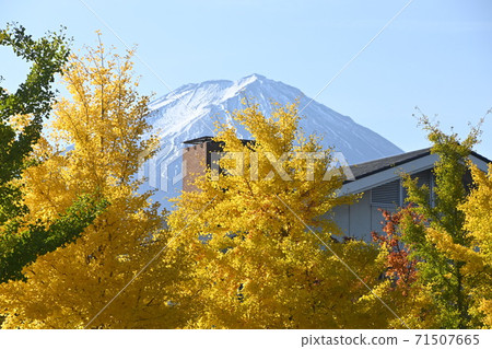 Mt. Fuji and ginkgo yellow Mt. Fuji and ginkgo yellow 71507665