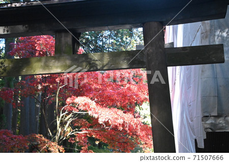 Autumn leaves of Fujiyoshida Asama Shrine Autumn leaves of Fujiyoshida Asama Shrine 71507666