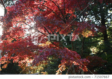 富士吉田淺間神社的秋葉 富士吉田淺間神社的秋葉 71507667