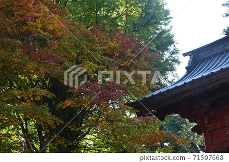 富士吉田淺間神社的秋葉 富士吉田淺間神社的秋葉 71507668