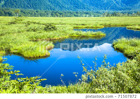 Ozegahara的池塘充滿了綠色 Ozegahara的池塘充滿了綠色 71507872