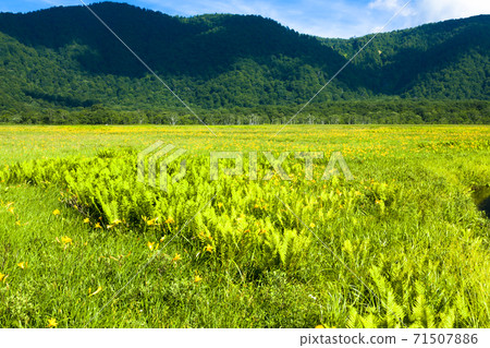 大澤原色的日光Kisuge盛開 71507886