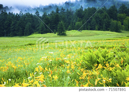 Nikko Kisoge Blooms Oe River Marsh Nikko Kisoge Blooms Oe River Marsh 71507891
