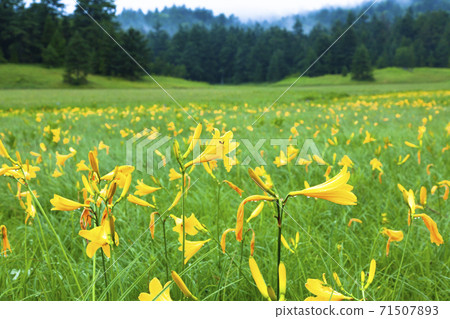 Nikko Kisoge Blooms Oe River Marsh 71507893