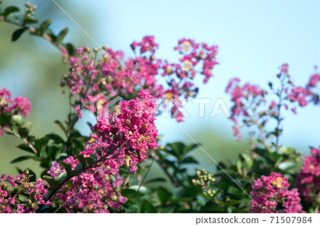 Flower crape myrtle Flower crape myrtle 71507984