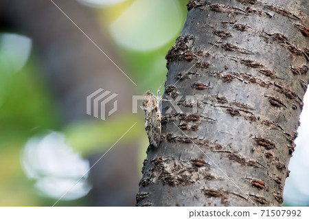Cicada Abra Zemi Cicada Abra Zemi 71507992