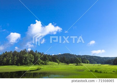 Oe Marsh shining green Oe Marsh shining green 71508065