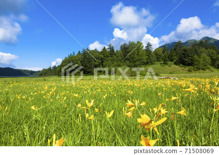 Nikko Kisoge Blooms Oe River Marsh Nikko Kisoge Blooms Oe River Marsh 71508069