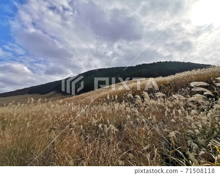Hakone Sengokuhara Susuki Prairie 71508118