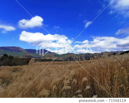 Hakone Sengokuhara Susuki Prairie 71508119