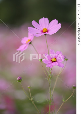 粉紅色的宇宙 71508271