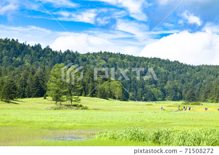 Oe Marsh spreading in the summer sky, three larch trees 71508272