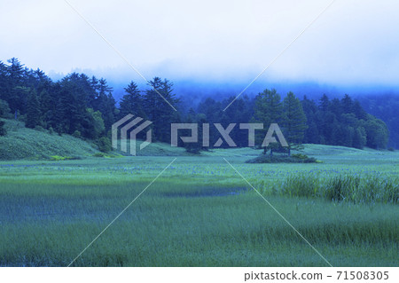 Ocean marsh in the morning mist Ocean marsh in the morning mist 71508305