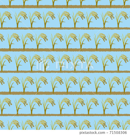Rice field Rice field 71508306