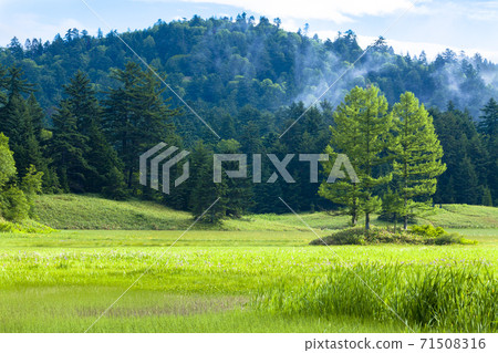 Summer Oe Marsh and three larch Summer Oe Marsh and three larch 71508316